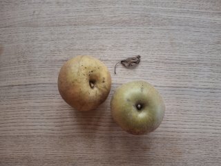 Boskoop Äpfel