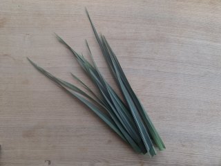 Lauchabschnitt